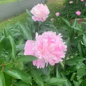 Meet your Posher, Stella